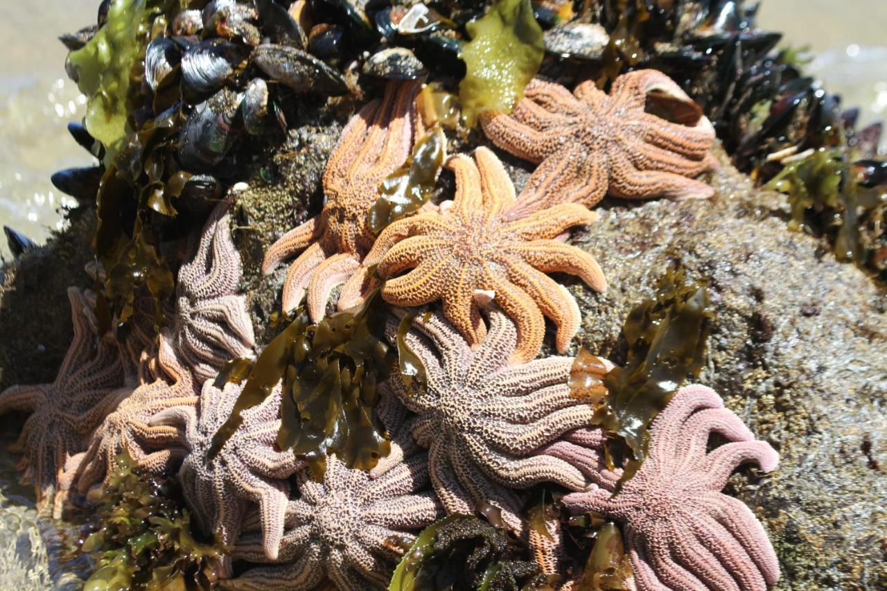 Toad Hall Baylys Beach Esterno foto